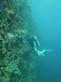 As magníficas paredes coralíneas durante mergulho na costa sul de Roseau, em Parque Nacional submarino em Dominica, no Caribe